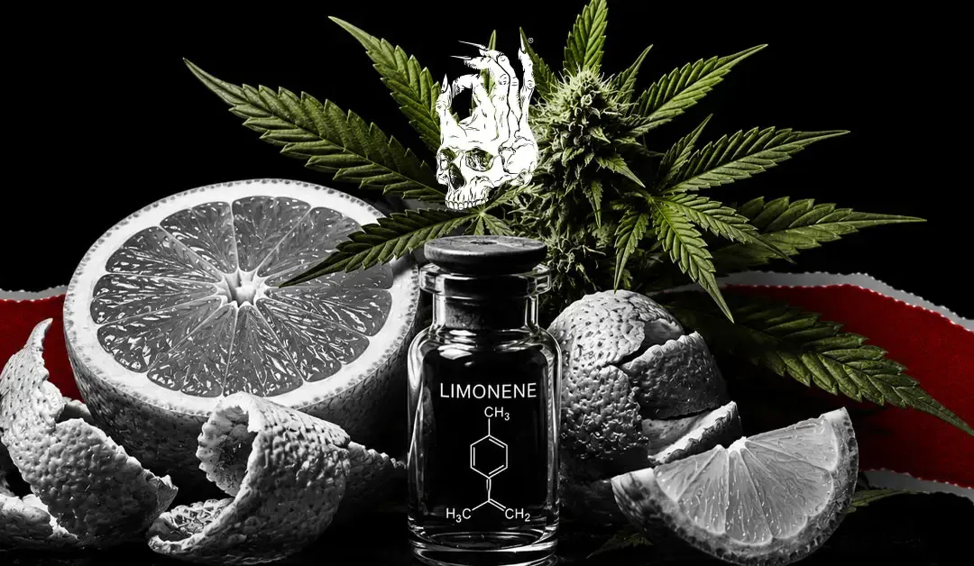 Black-and-white citrus fruit and peels surrounding a green cannabis flower and limonene vial against a dark background with a red torn-paper accent, representing the citrus terpene limonene and its role in cannabis aroma and effects.