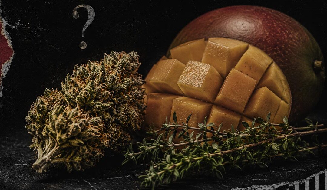 Myrcene: The Terpene Blamed for Couch-Lock