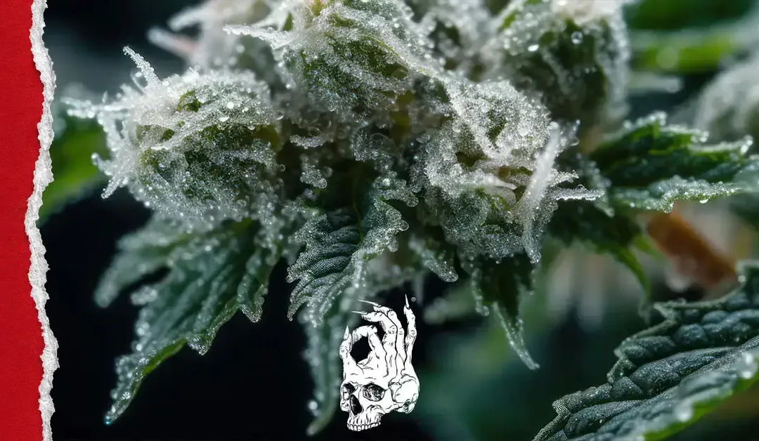 Close-up photograph of a cannabis flower covered in dense, crystal-like trichomes, with frosted resin glands coating the buds and leaves. A red torn-paper strip runs along the left edge, and the Hellbeing skull logo appears near the bottom center.