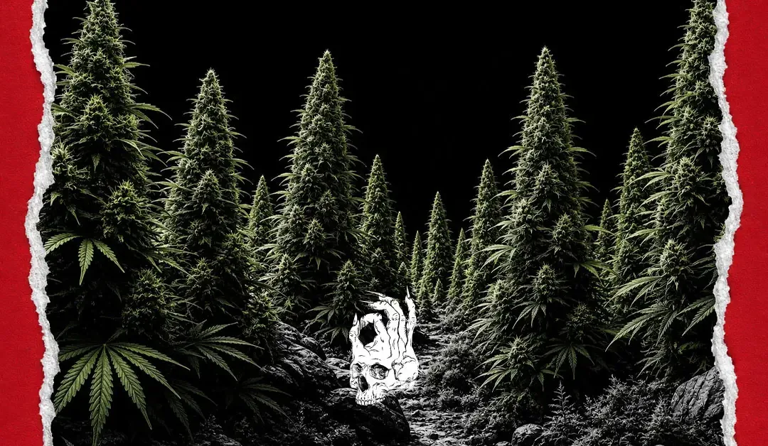 Dense forest of towering cannabis plants shaped like evergreen pine trees rises from a rocky landscape under a black sky, creating a surreal green woodland that represents the terpene pinene and its signature pine-like aroma.