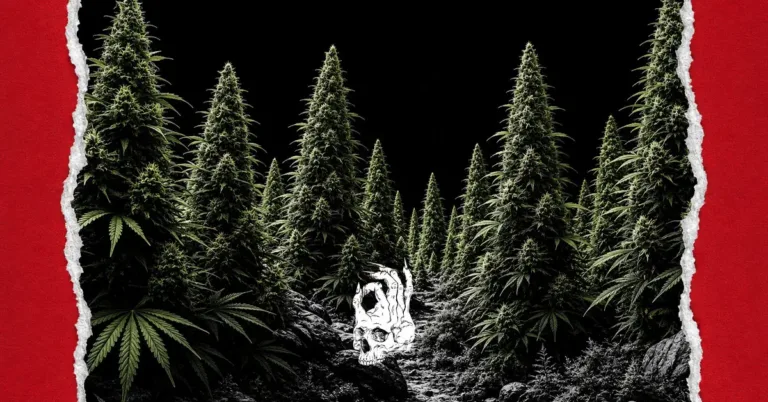 Pinene: The Piney Terpene That Might Keep You Sharp